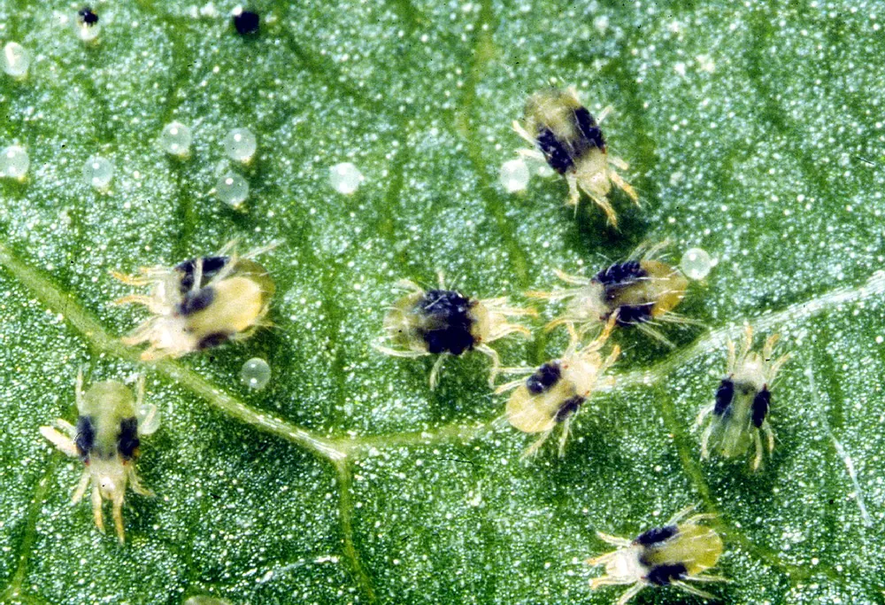 Adultos de araña roja con dos manchas oscuras y huevos esféricos en el envés de una hoja
