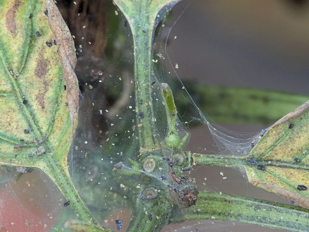 Telaraña de araña roja envolviendo brotes y hojas amarillentas de pimiento