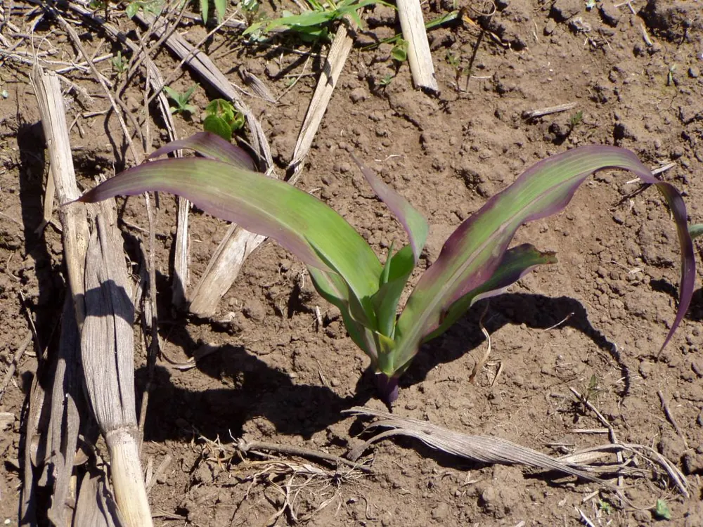 Plántula de maíz con tonos morados en las hojas por falta de fósforo