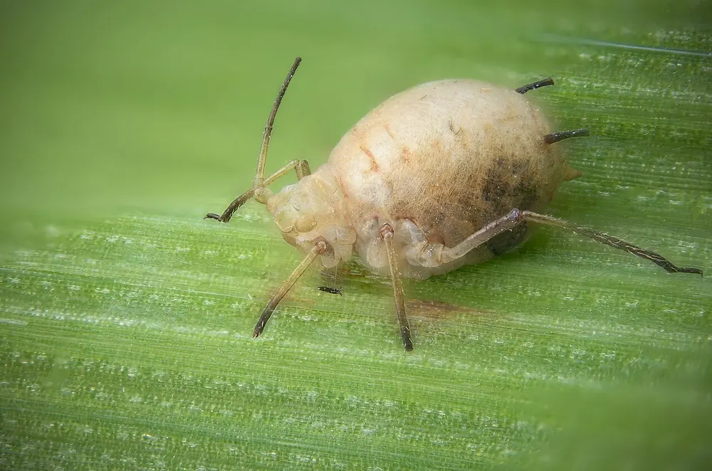 Momia de pulgón hinchada y de color pajizo, parasitada por una avispilla Aphidius