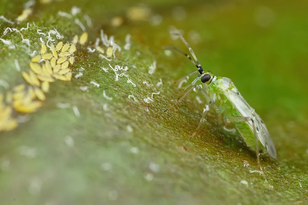 Adulto de Nesidiocoris tenuis junto a huevos y ninfas de mosca blanca