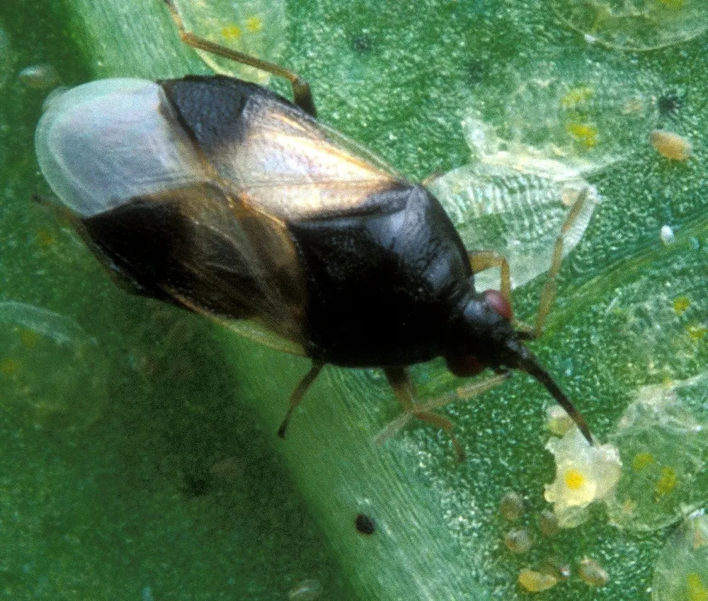 Chinche Orius adulta comiendo ninfas de mosca blanca en el envés de una hoja
