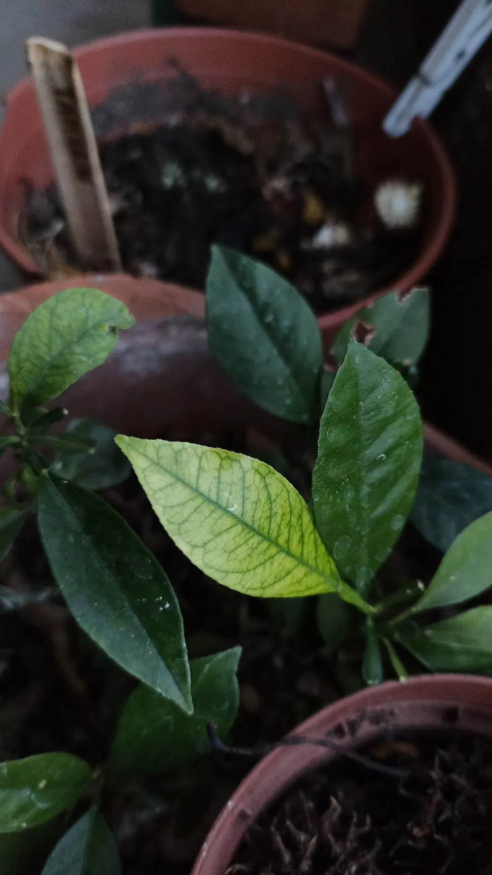 Hoja joven de naranjo amargo amarillenta con los nervios verdes por clorosis férrica