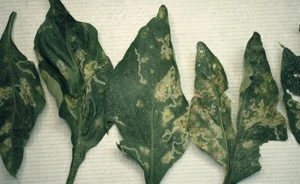 Hojas de pimiento con galerías serpenteantes de mosca minadora