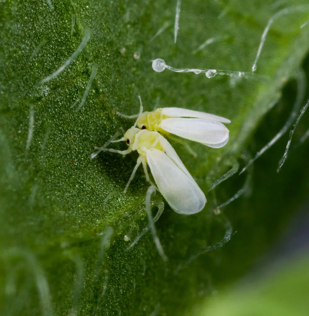 Adultos de Bemisia tabaci con las alas plegadas en tejado y el cuerpo amarillo