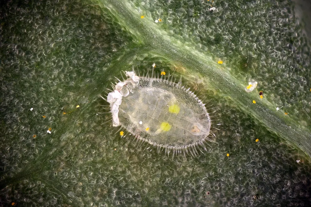 Ninfa de Trialeurodes en el envés de una hoja con una orla de filamentos de cera en el borde