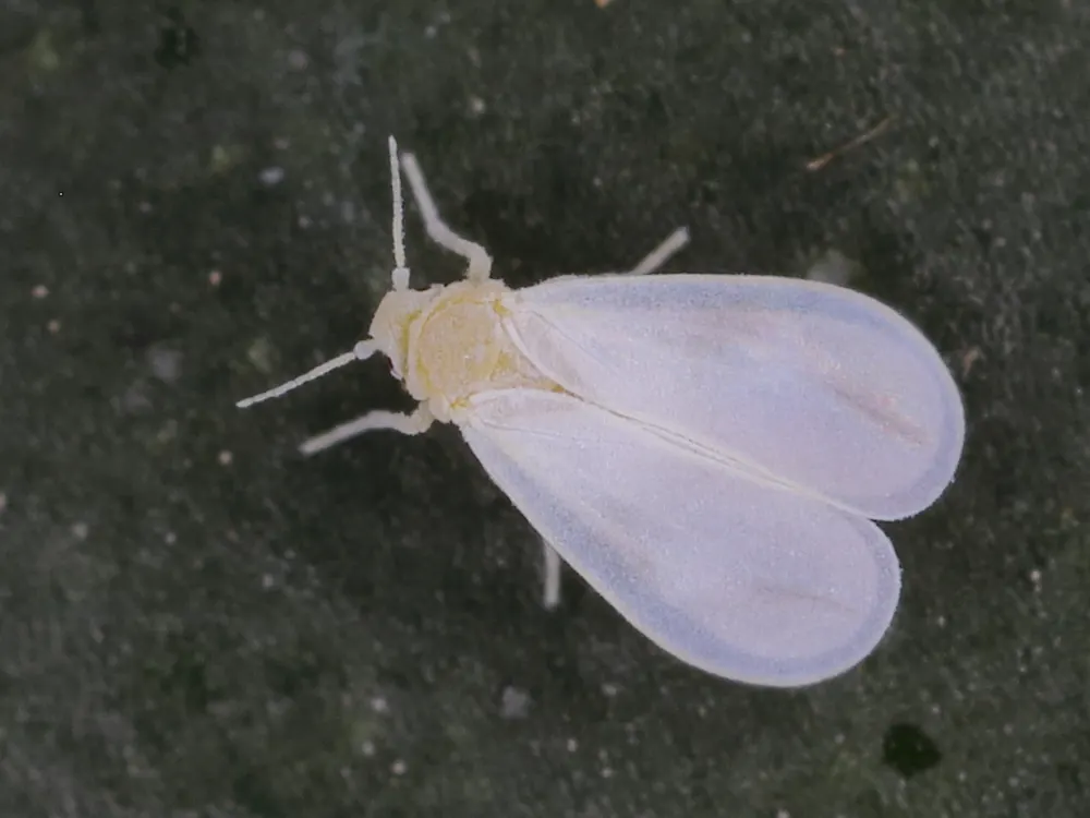 Adulto de Trialeurodes vaporariorum con las alas planas sobre el cuerpo
