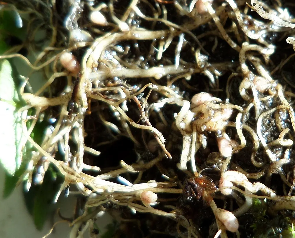 Raíces de trébol con nódulos rosados de Rhizobium