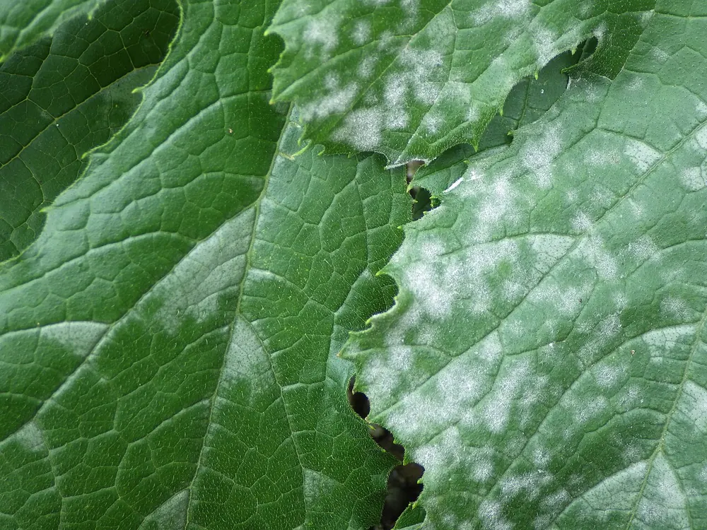 Hoja de calabacín con manchas blancas y harinosas de oídio en el haz