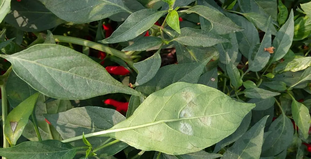 Hoja de pimiento con manchas blanquecinas difusas de oidiopsis