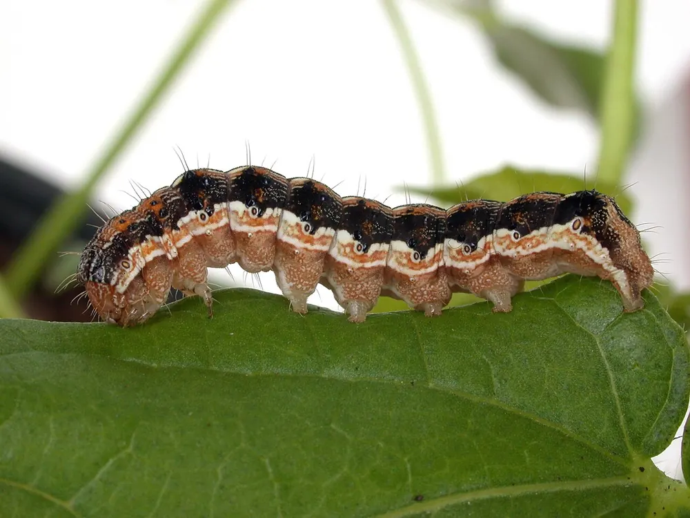 Oruga desarrollada de Helicoverpa armigera, oscura con bandas laterales claras, sobre una hoja