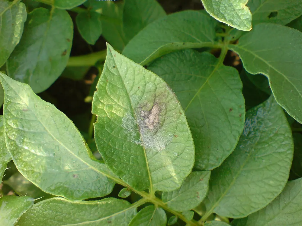 Hoja de patata con una mancha parda de mildiu rodeada de pelusa blanquecina