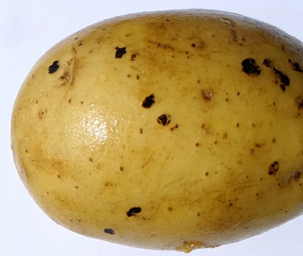 Tubérculo de patata con costras negras de rizoctonia pegadas a la piel