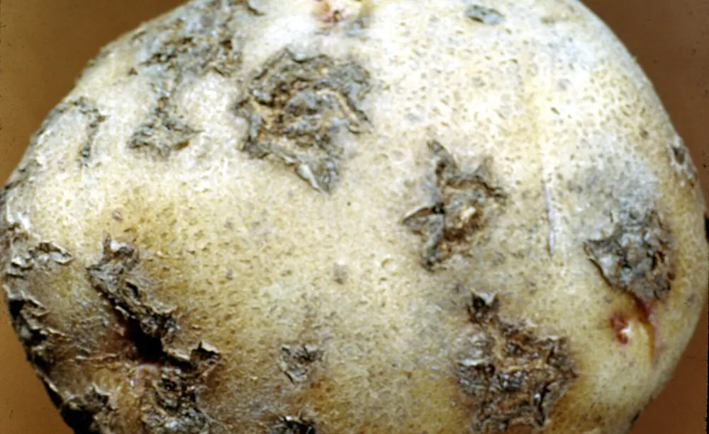 Tubérculo de patata con costras corchosas en relieve de sarna común
