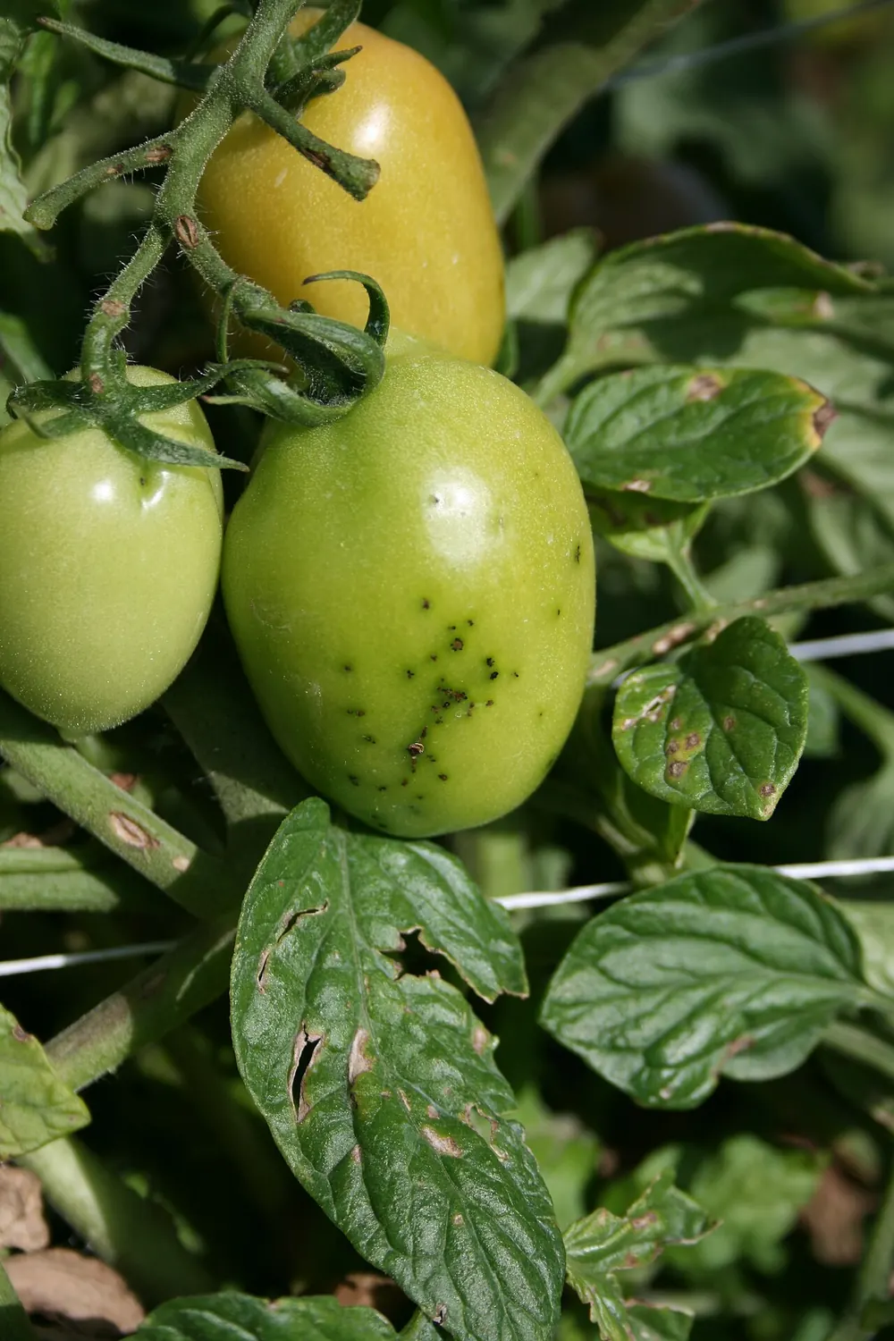 Tomates verdes con puntitos negros de mancha negra bacteriana