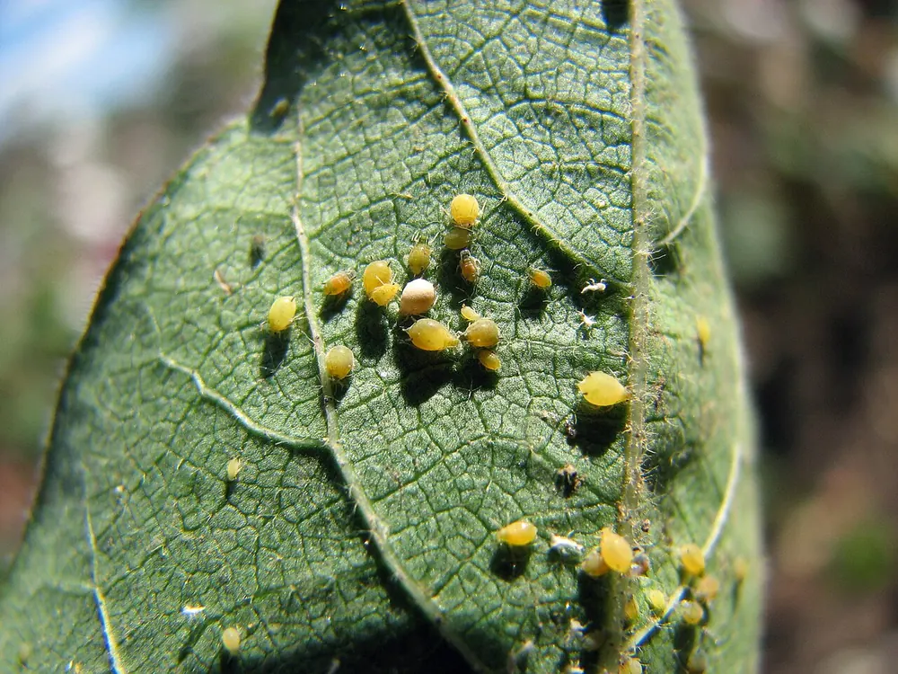 Colonia de pulgón del algodonero de tonos amarillos y verde oscuro en el envés de una hoja