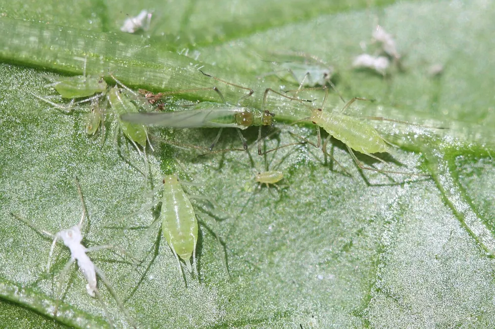 Pulgones verdes grandes de Macrosiphum euphorbiae, con y sin alas, y mudas blancas sobre una hoja