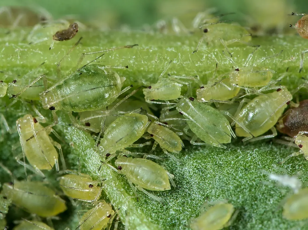 Colonia de pulgón verde del melocotonero sobre una hoja