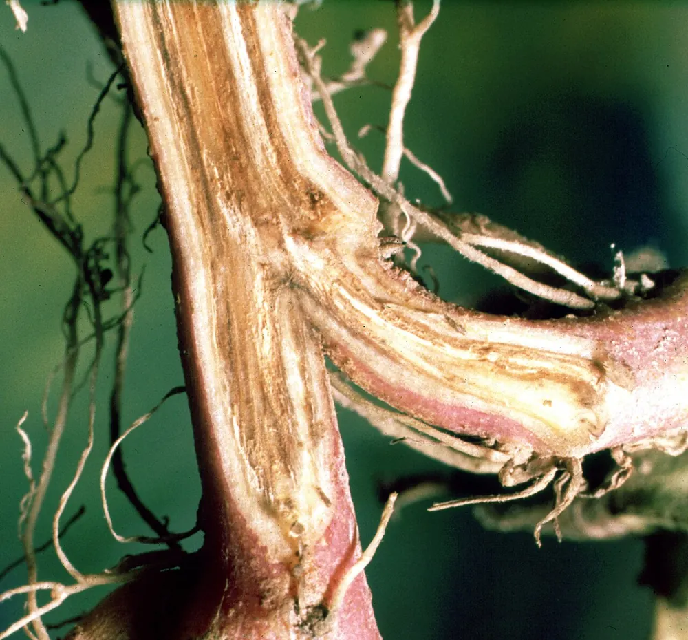 Tallo abierto a lo largo con los vasos teñidos de pardo por fusariosis vascular