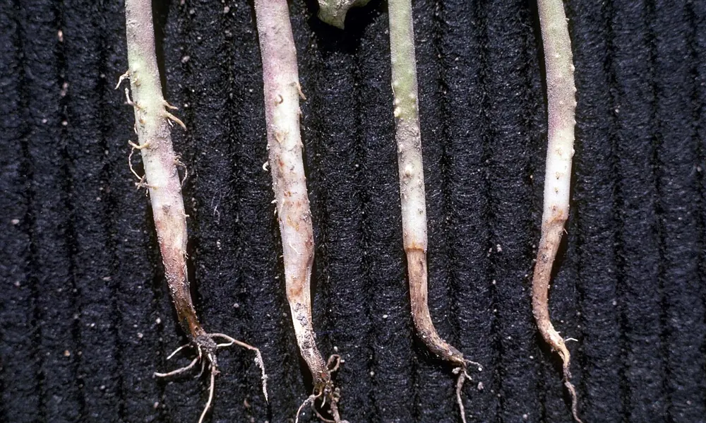 Plántulas de judía con la base del tallo podrida y parda por Pythium
