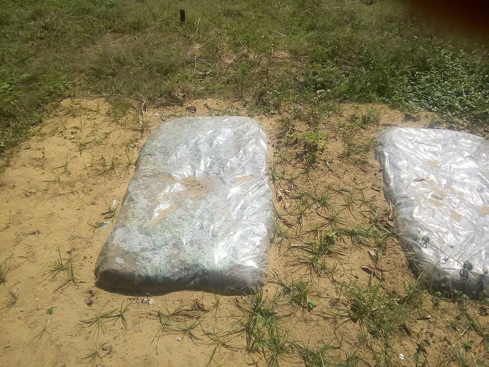 Bancales de tierra tapados con plástico transparente para solarizar, con condensación debajo