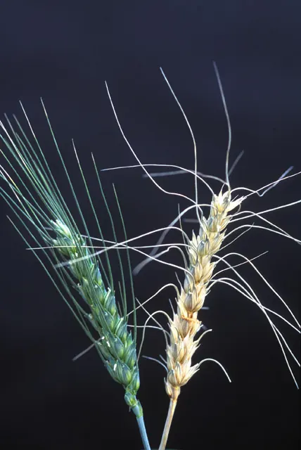 Espiga de trigo sana junto a una espiga blanqueada por fusariosis