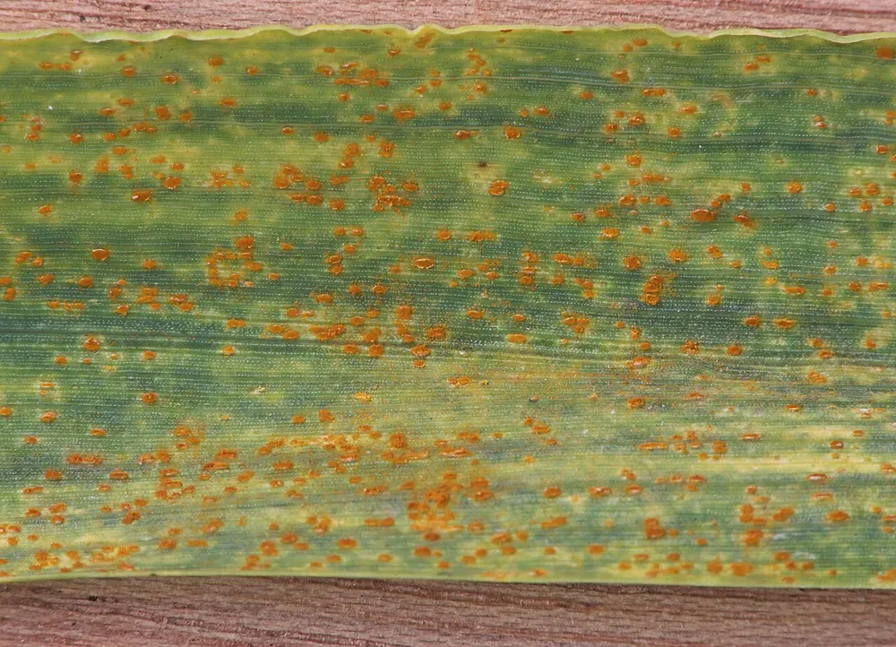 Hoja de trigo con pústulas redondas pardo-anaranjadas de roya parda