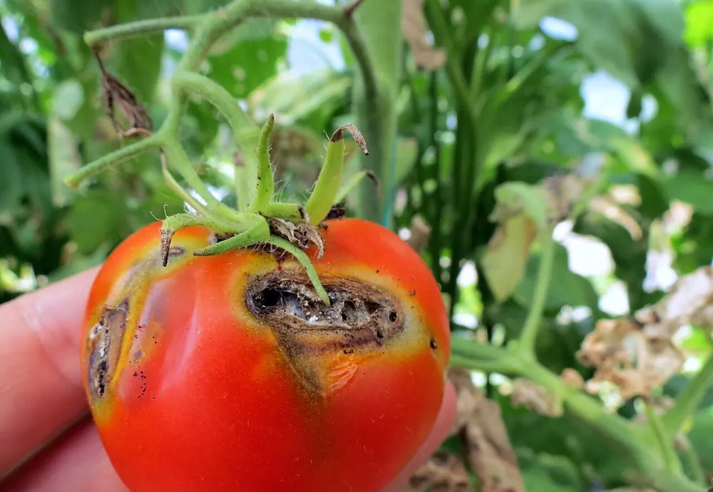 Tomate con galerías y orificios de larvas de Tuta absoluta junto al cáliz