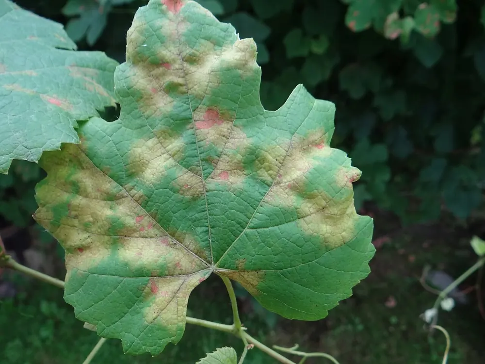 Hoja de vid con manchas de aceite amarillentas de mildiu