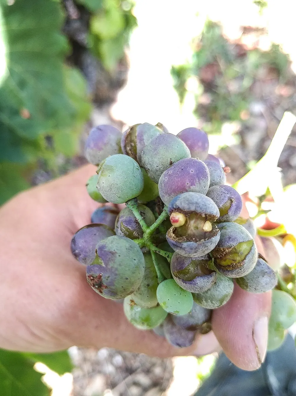 Racimo de uva con los granos cubiertos de polvo grisáceo de oídio y algunos agrietados