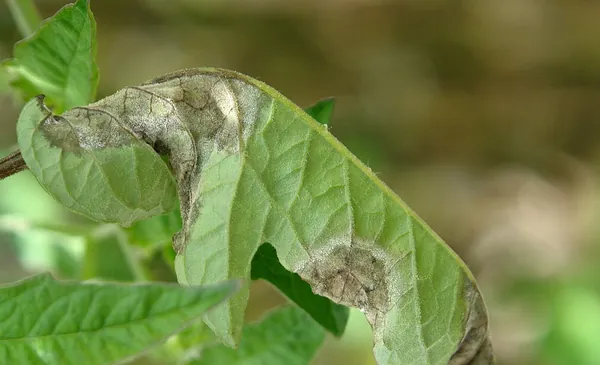 Foto de muestra: hoja de tomate con manchas pardas que entran desde el borde